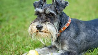 Caring for Senior Miniature Schnauzers Health and Comfort Tips