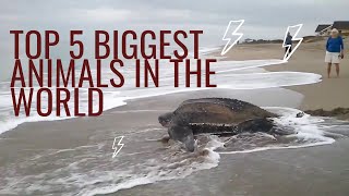 Top 5 Biggest Animals in the World