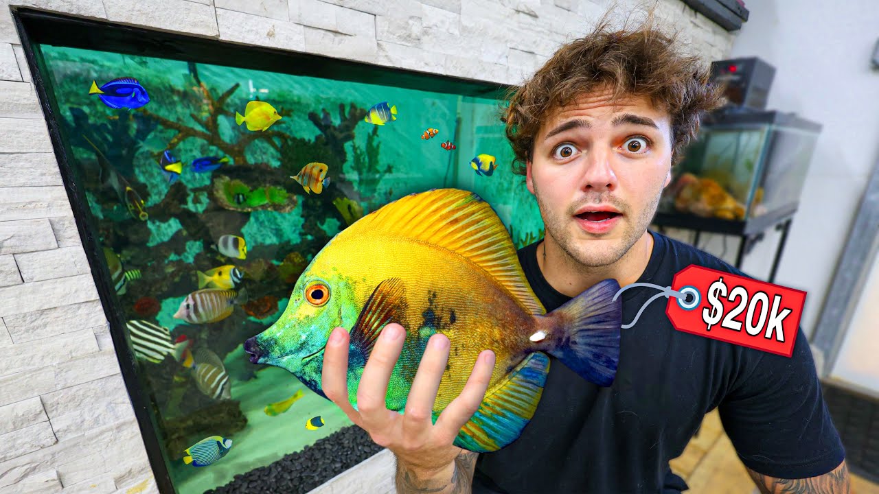 My MOST EXPENSIVE FISH EVER for AQUARIUM!!