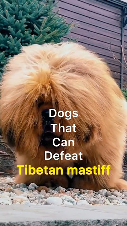 Dogs that can defeat Tibetan mastiff #youtubeshorts #dogbreed #ytshorts