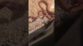 Feisty female albino Darwin’s carpet python