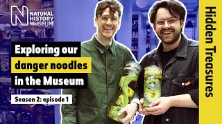 How many snakes!? The incredible diversity of danger noodles | Hidden Treasures | S2E1