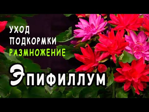 Эпифиллум (Орхидейный кактус). Размножение черенками.