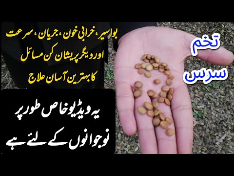             تخم سرس کے فائدے تخم سرس شریں