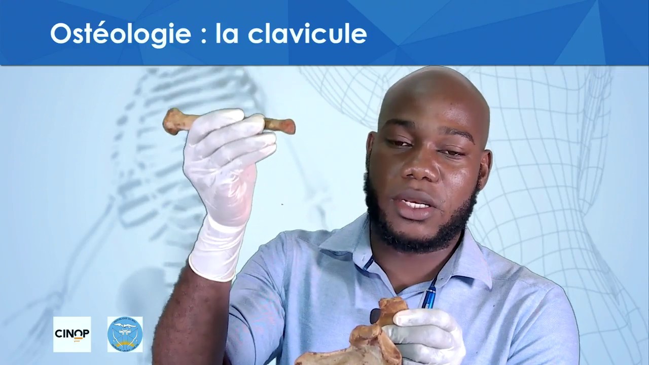 Ostéologie : la clavicule expliquée avec un os humain