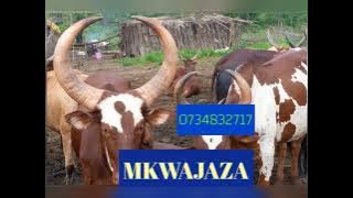 MKWAJAZA ngwana nzile Limbu luchagula 2022