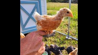 Introducing the new Golden Comets and Barred Rock chics to the world with help from REO