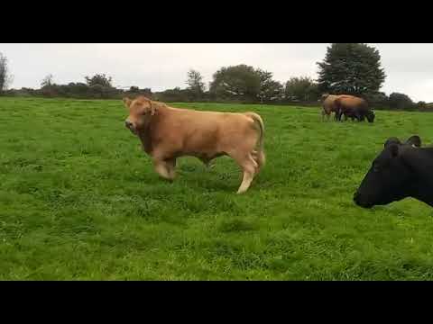 Young Angus Bulls