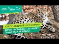 «Земля леопарда»: где живёт самая редкая кошка