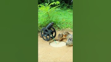 Create Amazing Bird Trap Technique - Quail Trap #creative bird trap #shorts