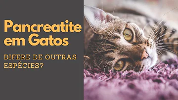 Como cuidar de um gato com pancreatite?