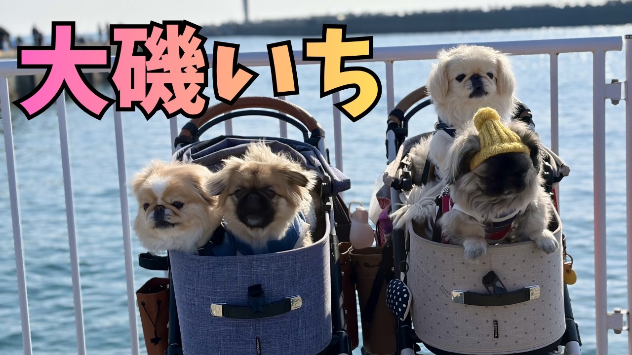 【大磯いち】ゆるVlog🐶🤍