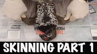 Taxidermy process... Game bird skinning, Part 1