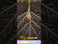 How Bitter Gourd Grows 🥒 From Seed To Karela#shorts #viralshorts #vegetables
