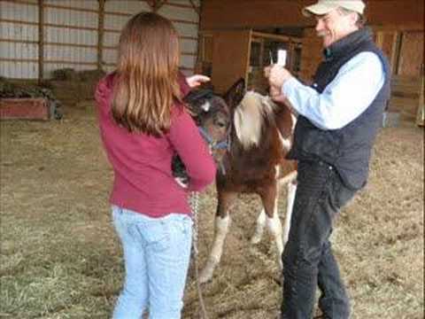 Neiko getting gelded(only shots before and after s...