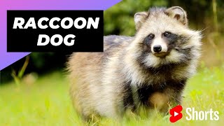 Raccoon Dog  Unique Animal You Have Never Seen