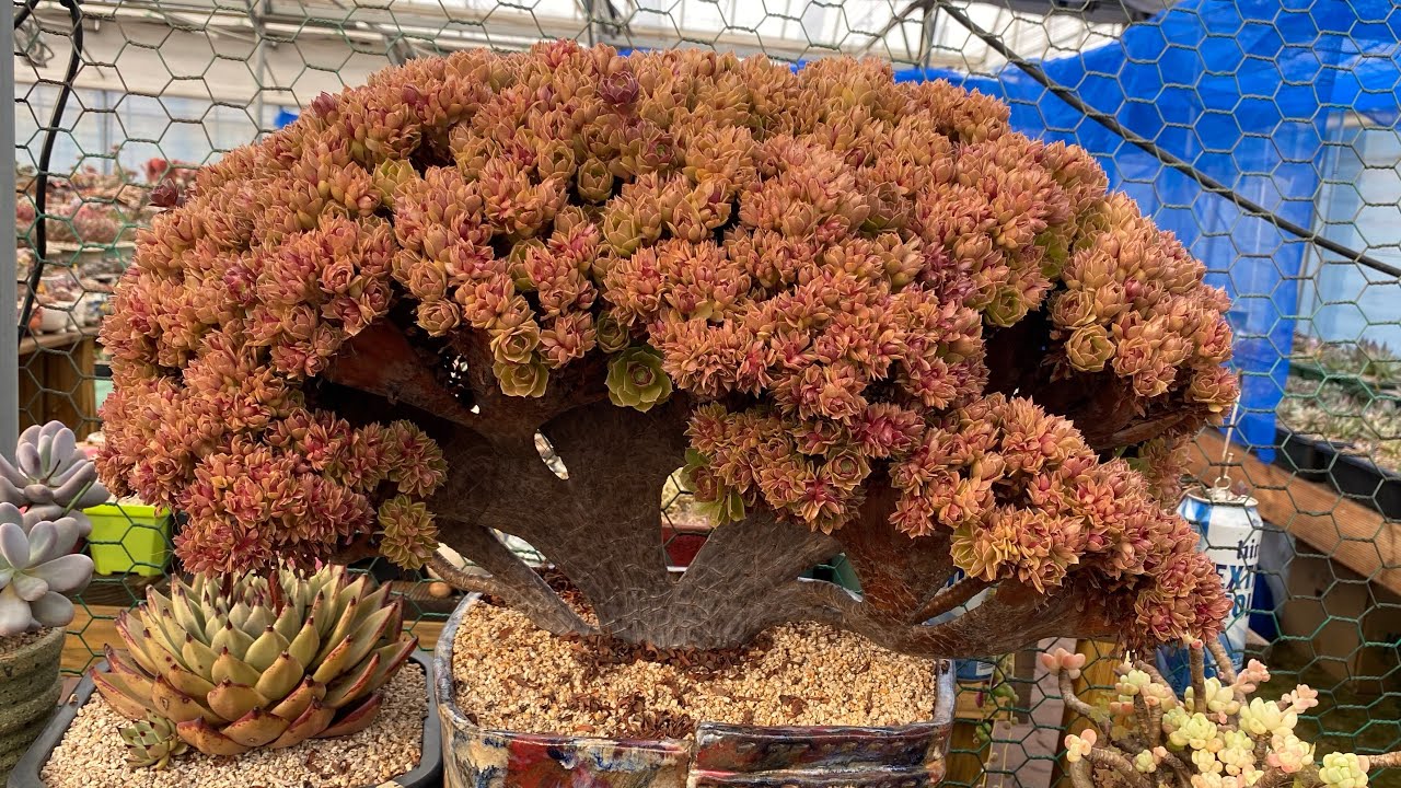 Hallowen thân thụ giá bao nhiêu và Sen nào có giá là đỉnh nhất ???#多肉植物