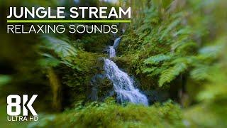 Tranquil Sounds of Falling Water &amp; Wild Tropical Forest - 8K Unbelievable Beauty of a Jungle Stream