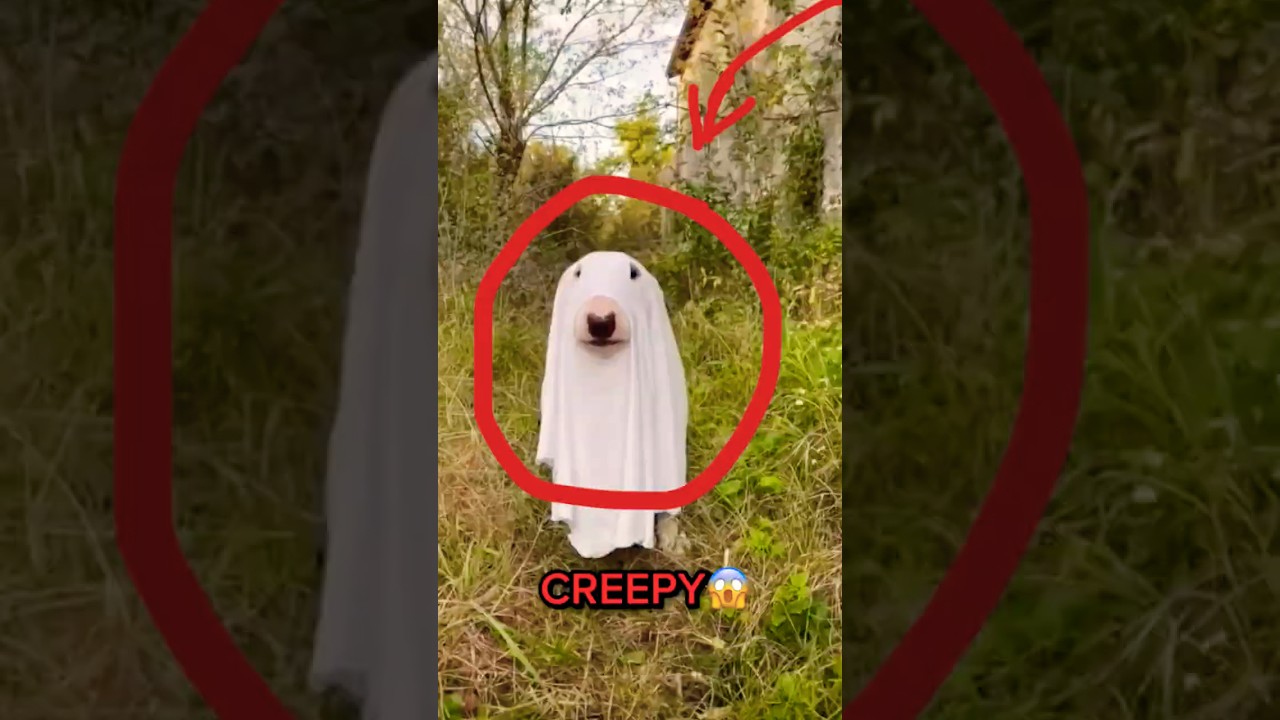 Horrifying dog caught on tape (Don’t Watch Alone!) 