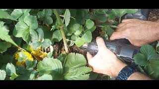 Grower Deacon Dave outdoor update and drilling technique