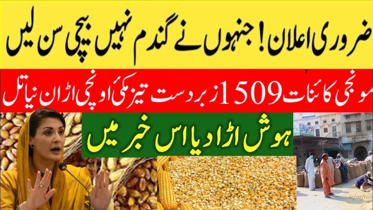 Today wheat price in punjab | 2024 گندم کا ریٹ 2024 | Gandam rate today ...