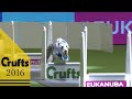 Flyball - Team - Quarter Finals | Crufts 2016