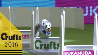 Flyball - Team - Quarter Finals | Crufts 2016