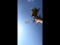 Mouse: I've Gone Too Far #Sugar Glider #Flying Squirrel #Sugar Glider Daily