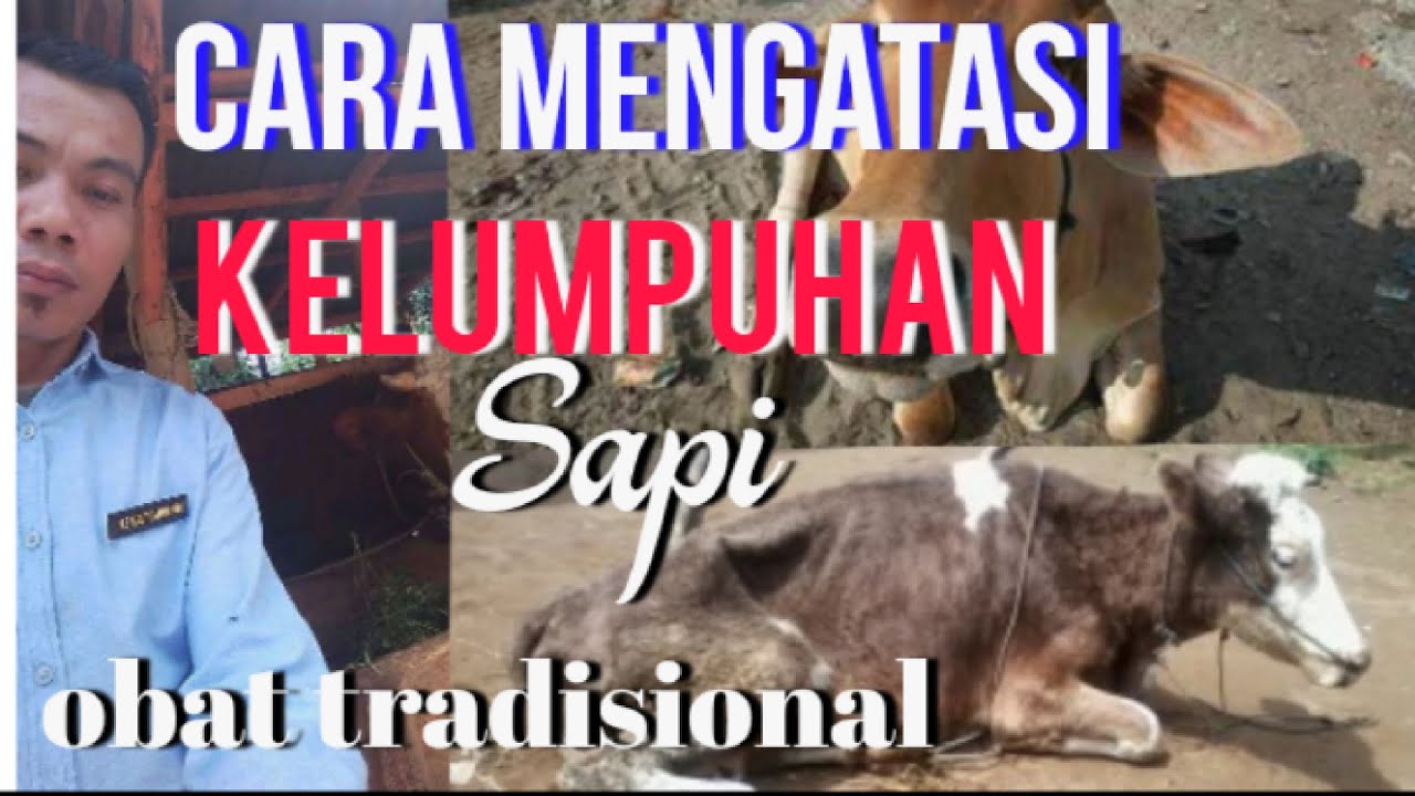 Cara Mengatasi Mencegah Sapi Ambruk Dengan Jaeh