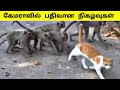 கேமராவில் பதிவான நிகழ்வுகள்  / Animals interesting videos  !! Tamil Display