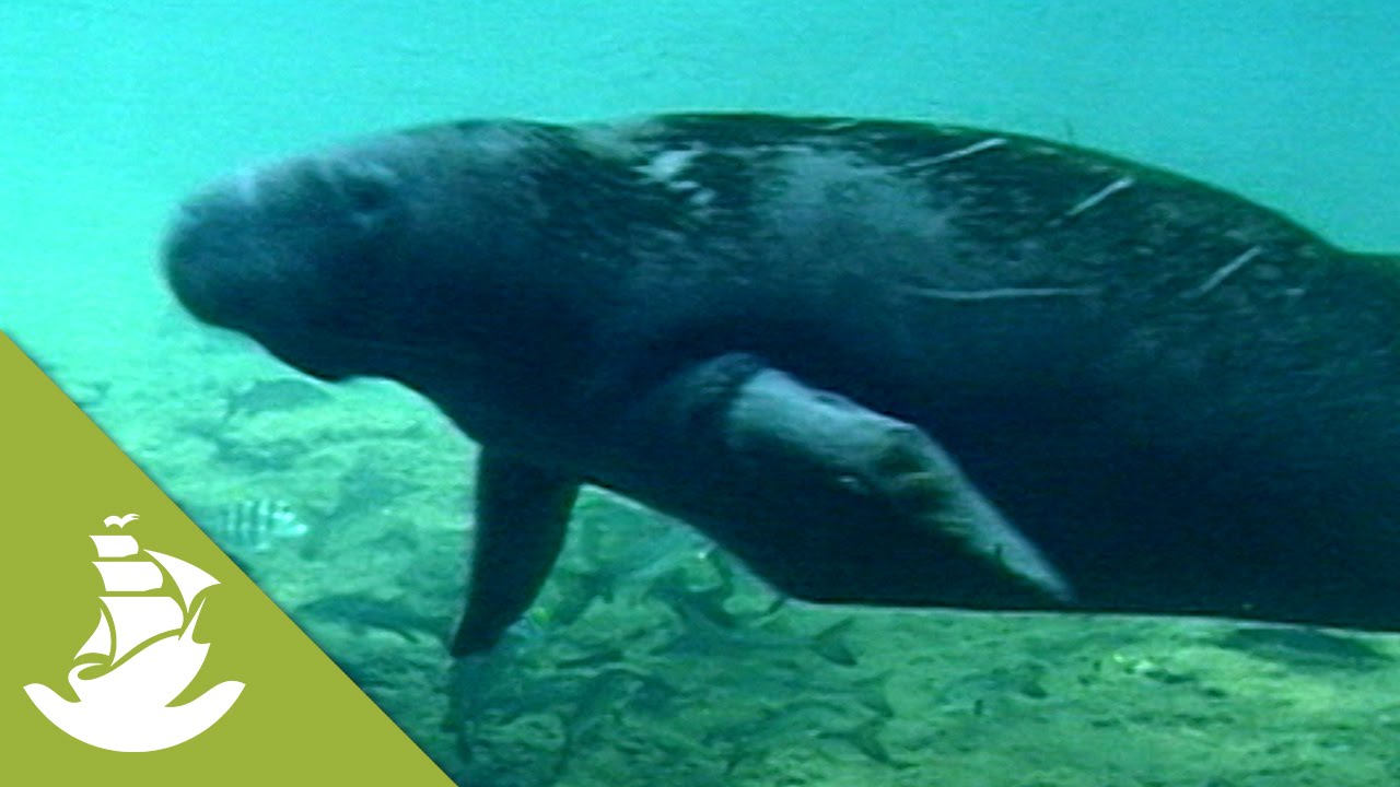 Manatees And Their Eating Habits