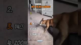 Ranking Dogs With The Best Zommies