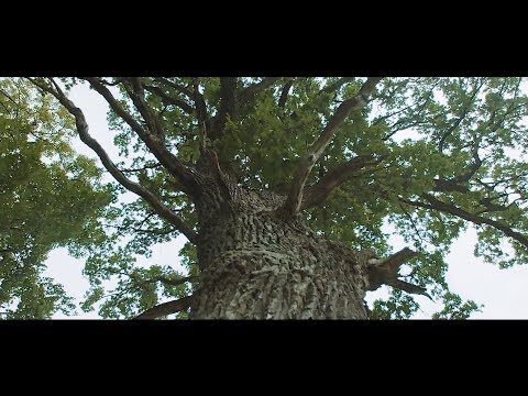 Oak Story