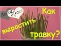 Как вырастить травку? Быстро и экономно. Guinea pigs.