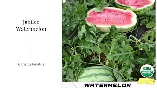 Jubilee Watermelon Seeds Citrullus lanatus Organic Garden Non GMO Sweet Red Green Stripe Fruit USA