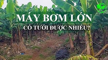 Lắp Đặt Hệ Thống Tưới Chuối Thế Nào Hiệu Quả và Lợi Cho Vận Hành | VNPLANT