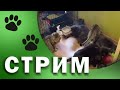 СТРИМ: Кошкин дом (от 11.11.2020)