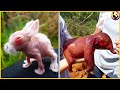 You Have Never Seen The Newborns Of These Animals [Baby Animals]