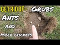 How to Get Rid of Grubs in lawn