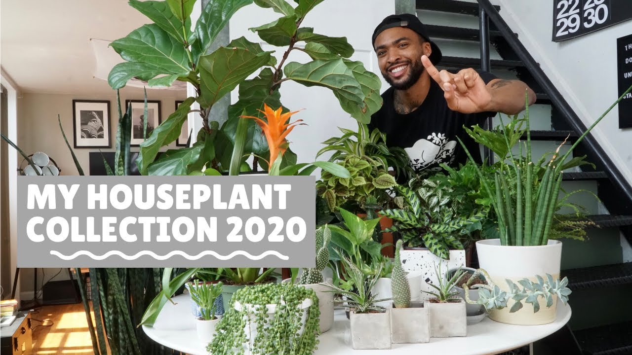 youtube houseplant tour