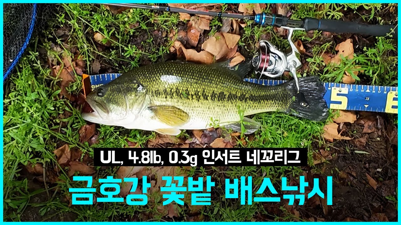 [배스낚시] 금호강 꽃밭 배스낚시 