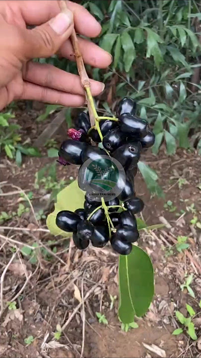 Panen buah Juwet/Jamblang