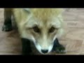 Как лисица кушает человек кормит лису