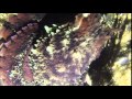 An Encounter With a Giant Pacific Octopus September 13 2014