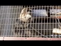 長野城山動物園のサル2017年 の動画、YouTube動画。