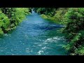 Relaxing nature sounds  bird song and river  forest sounds