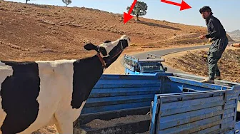 Eshaq Starts Working: A New Chapter in Nomadic Life  🏔️😱