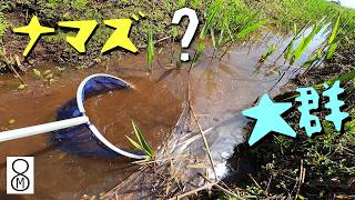 土水路にメダカの大群、ナマズは…？