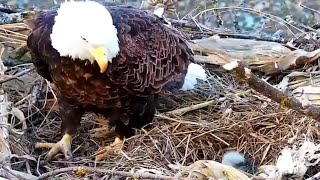 #1 Eagle Nest | Hatching of DN11, welcome in the world! ~ 03-30-2020