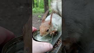 Белка хочет пить / The squirrel is thirsty #squirrel #cuteanimal #cute